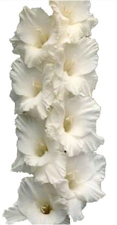 Gladiola White • 120 cm