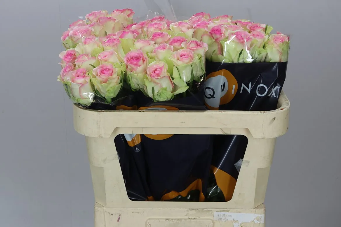 Ruža Pink Journey • 70 cm