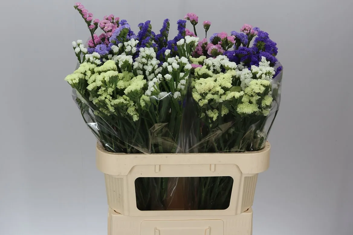 Limónium S mix Imp • 70 cm