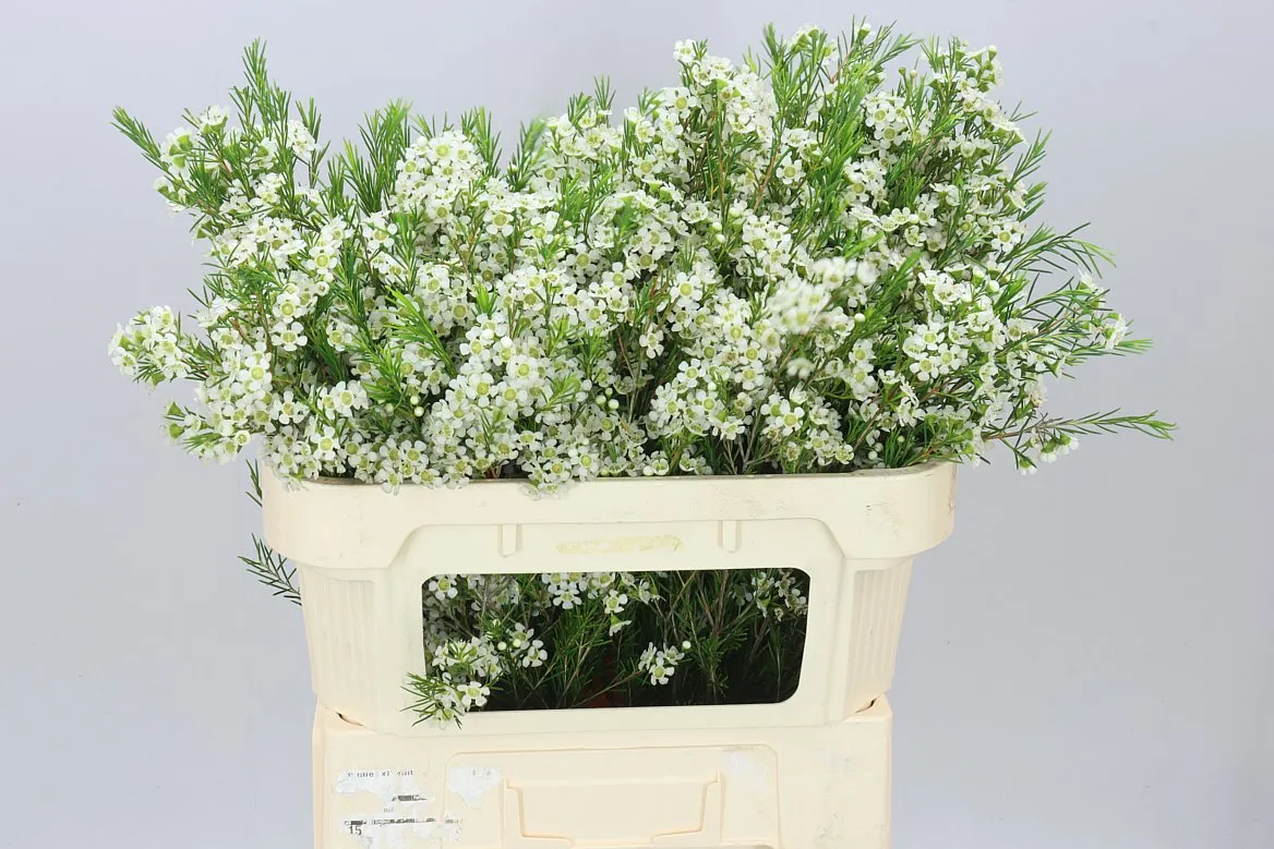 Chamelaucium Ofir • 70 cm