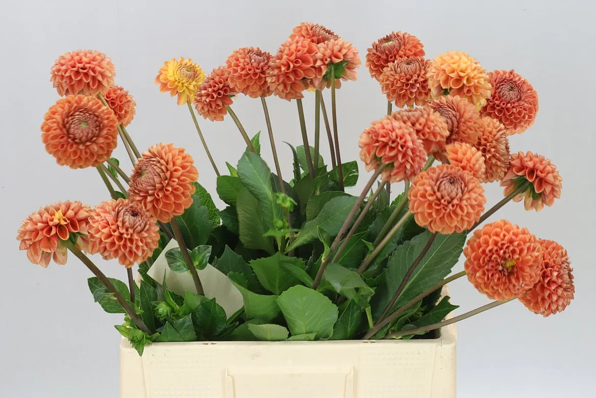 Dahlia Cornel Bronze Ex • 65 cm