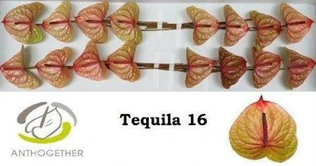 Antúrium Tequila