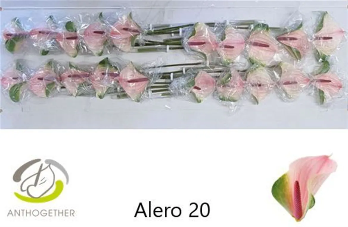 Antúrium Alero