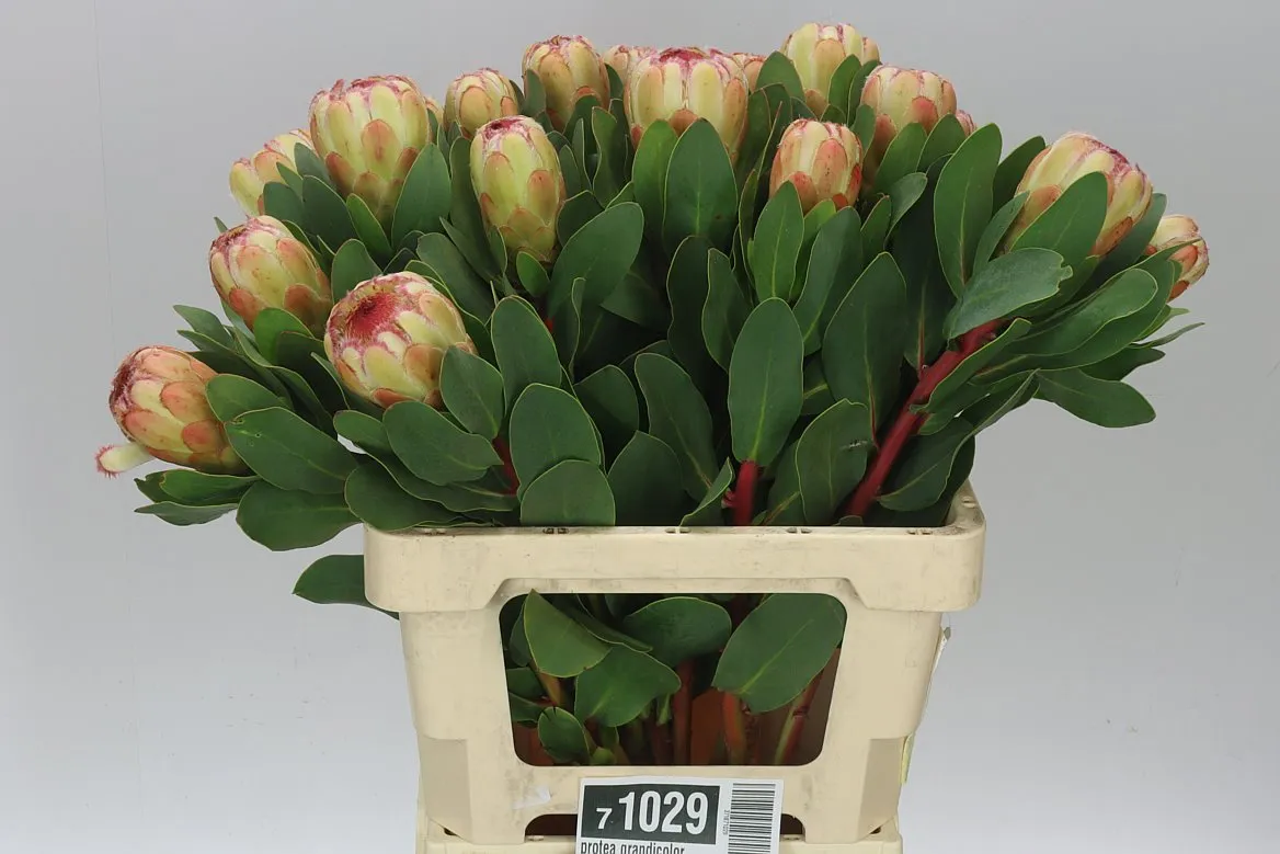 Protea Grandicolor • 60 cm