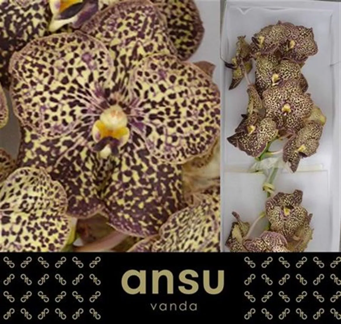 Orchidea Vanda Su Oce Mocha • 25 cm