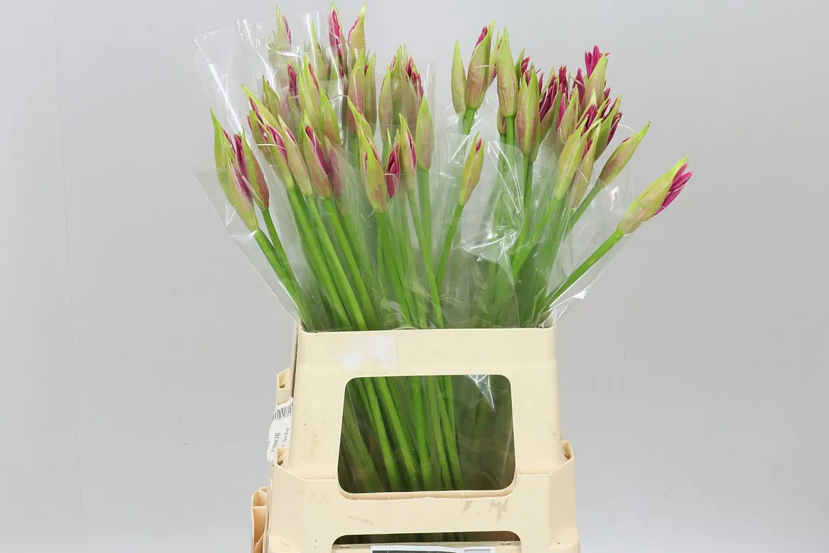 Nerine Bo Favoriet • 60 cm