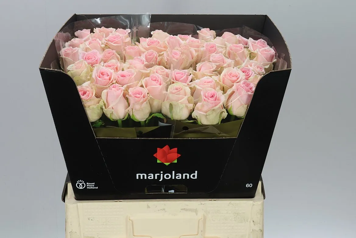 Rosa Gr Sweet Dolomiti • 55 cm