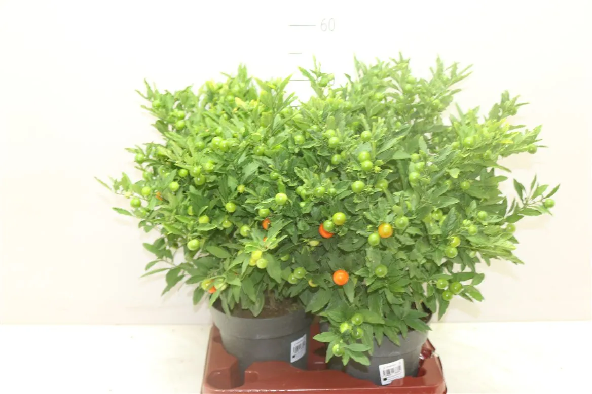 Solanum Pseudocapsicum • črepník 19 cm