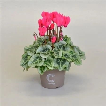Cyklámen malokvetý Picasso ružový • črepník 11 cm