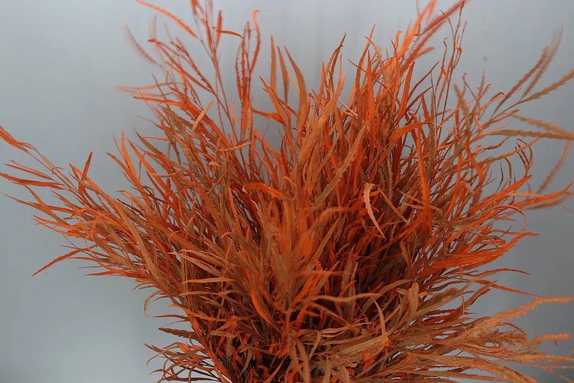Grevilea Orange • 90 cm