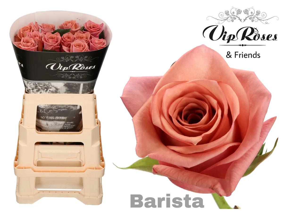 R Gr Barista • 50 cm