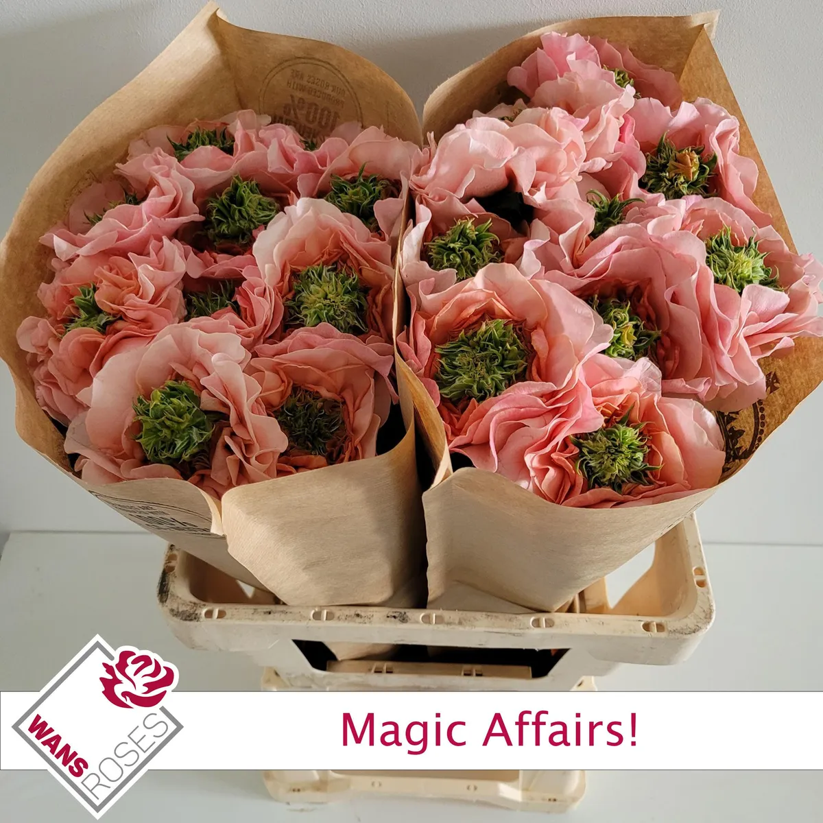 R Gr Magic Affairs! • 60 cm
