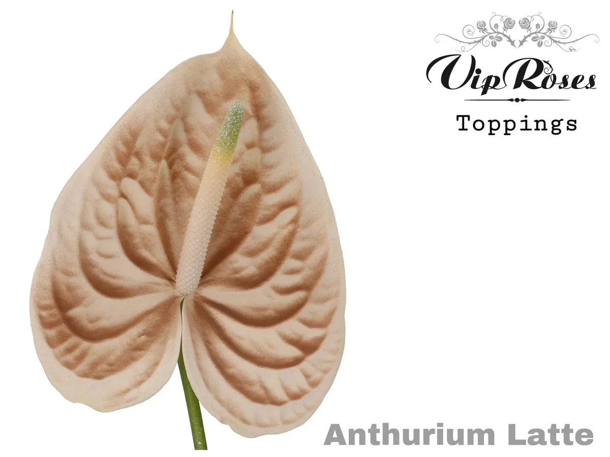 Antúrium A Latte • 50 cm