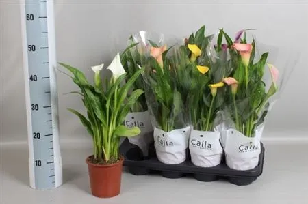 Zant Gemengd • črepník 13 cm