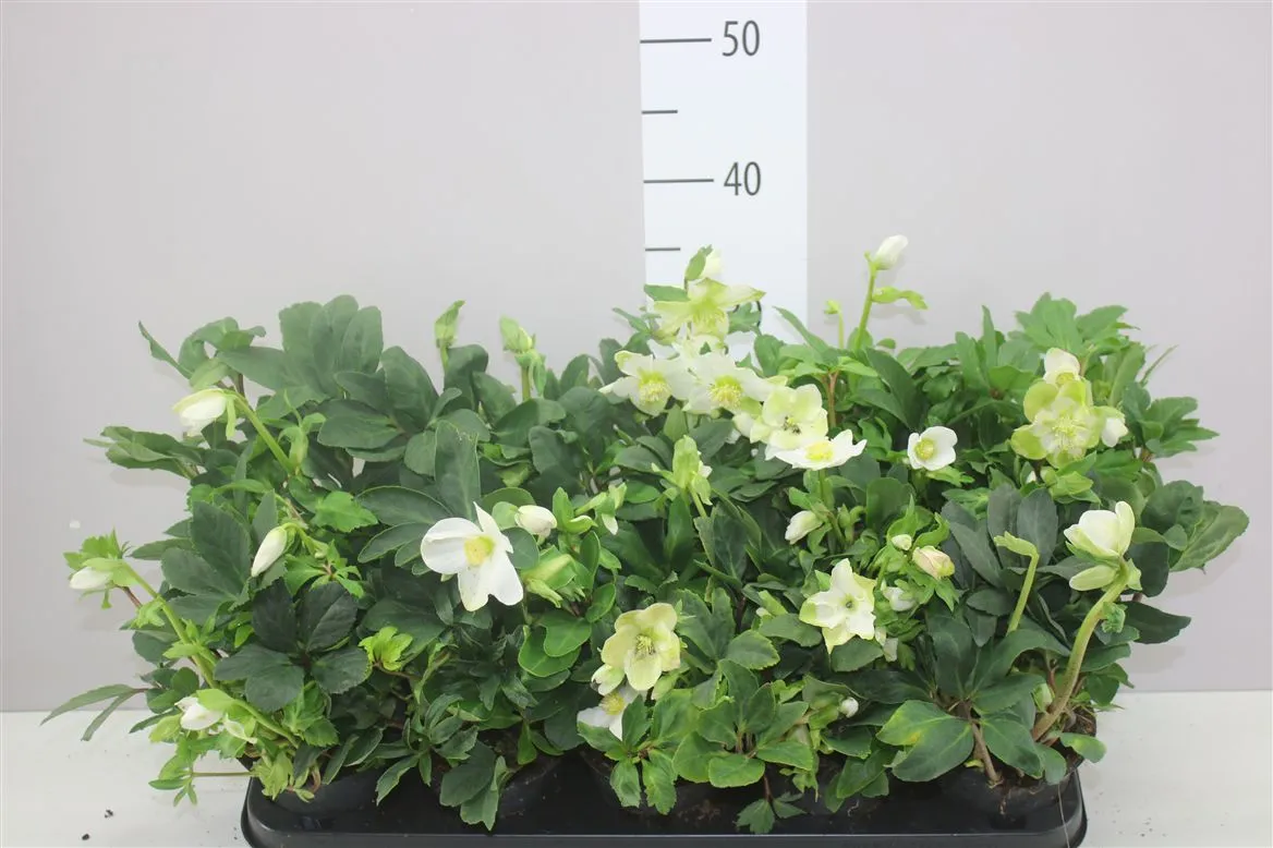Helleborus N Happy Day 14+ • črepník 12 cm