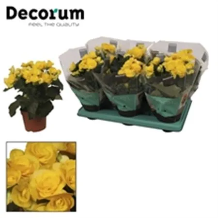 Begonia Du Yellow • črepník 13 cm