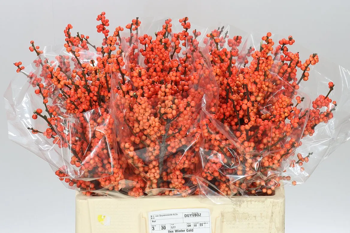 Ilex Winter Gold • 60 cm