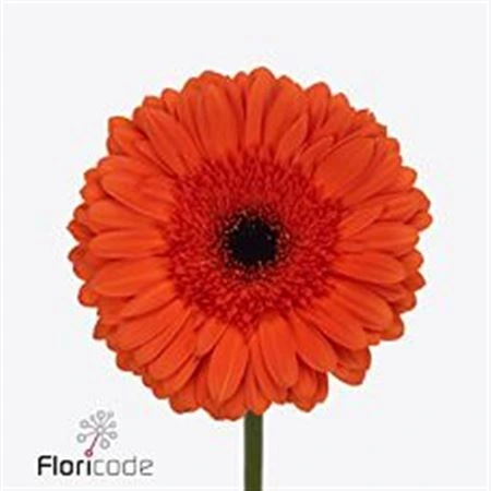 Gerbera Capella • 45 cm
