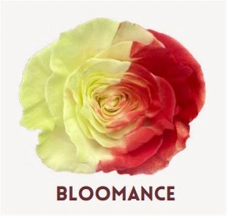 Ruža farbená Bloomance, Ekvádor • 50 cm