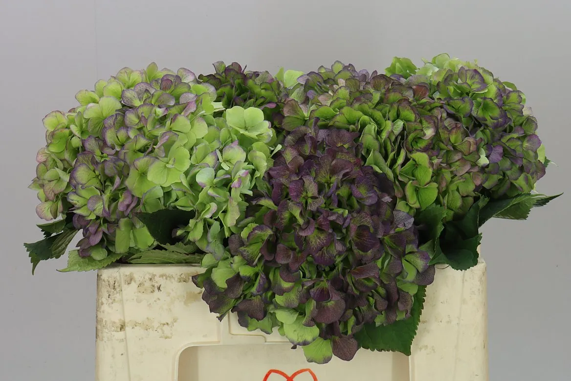 Hortenzia Verena Green Purple Classic • 50 cm
