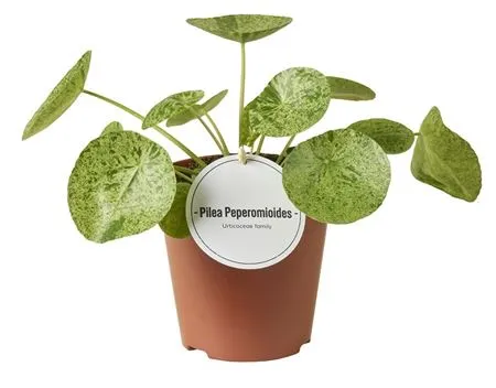 Pilea Mojito • črepník 12 cm
