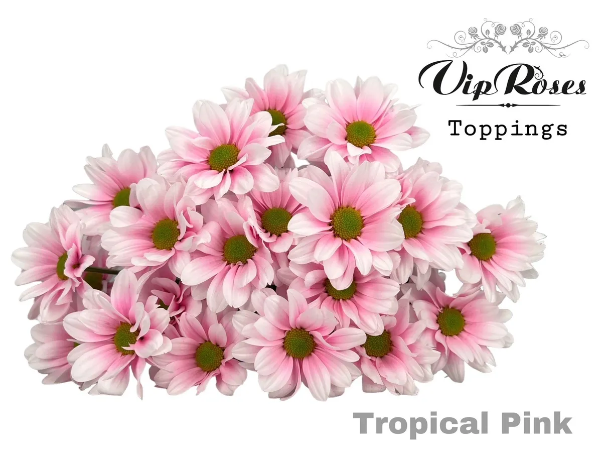 Chryzantéma trsová Tropical Pink • 65 cm