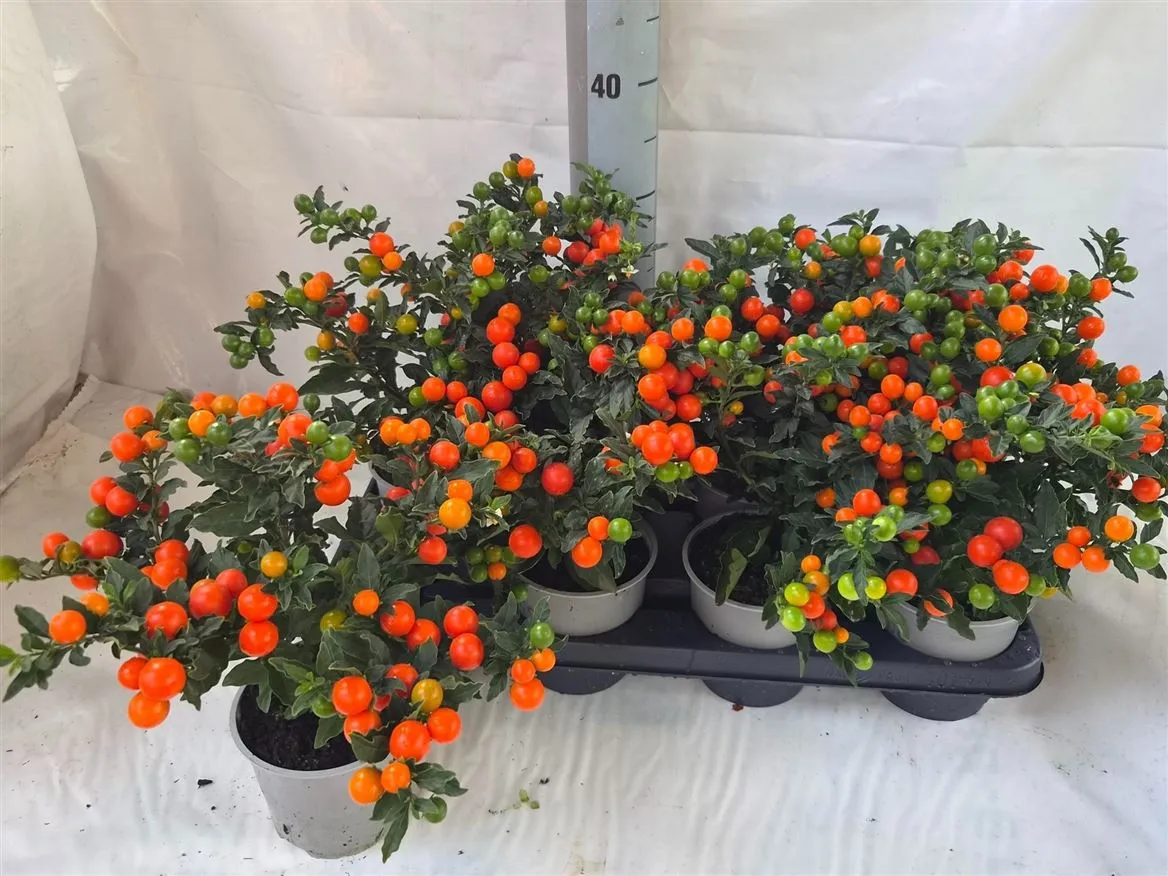 Solanum Ps Bartoli Bes • črepník 12 cm