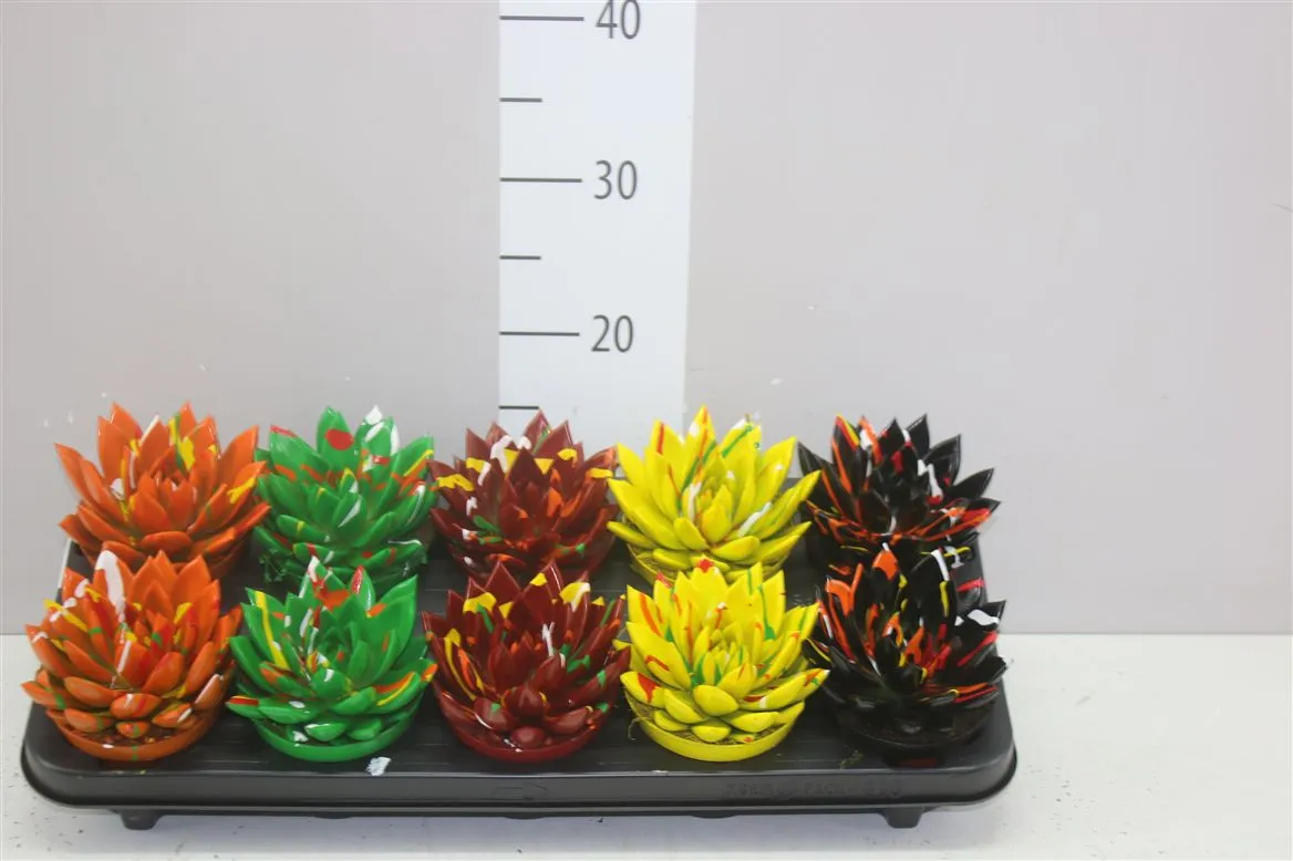 Echeveria Miranda Splash mix • črepník 10,5 cm