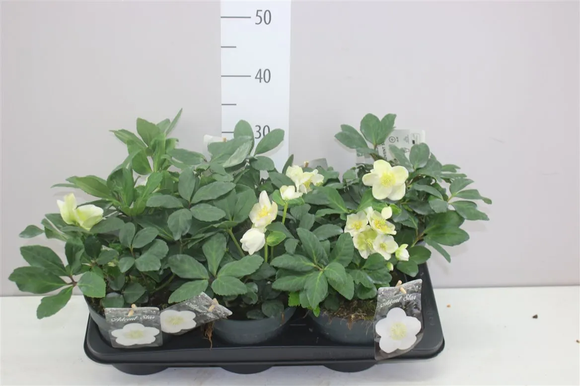 Helleborus Ni Advent Star • črepník 17 cm