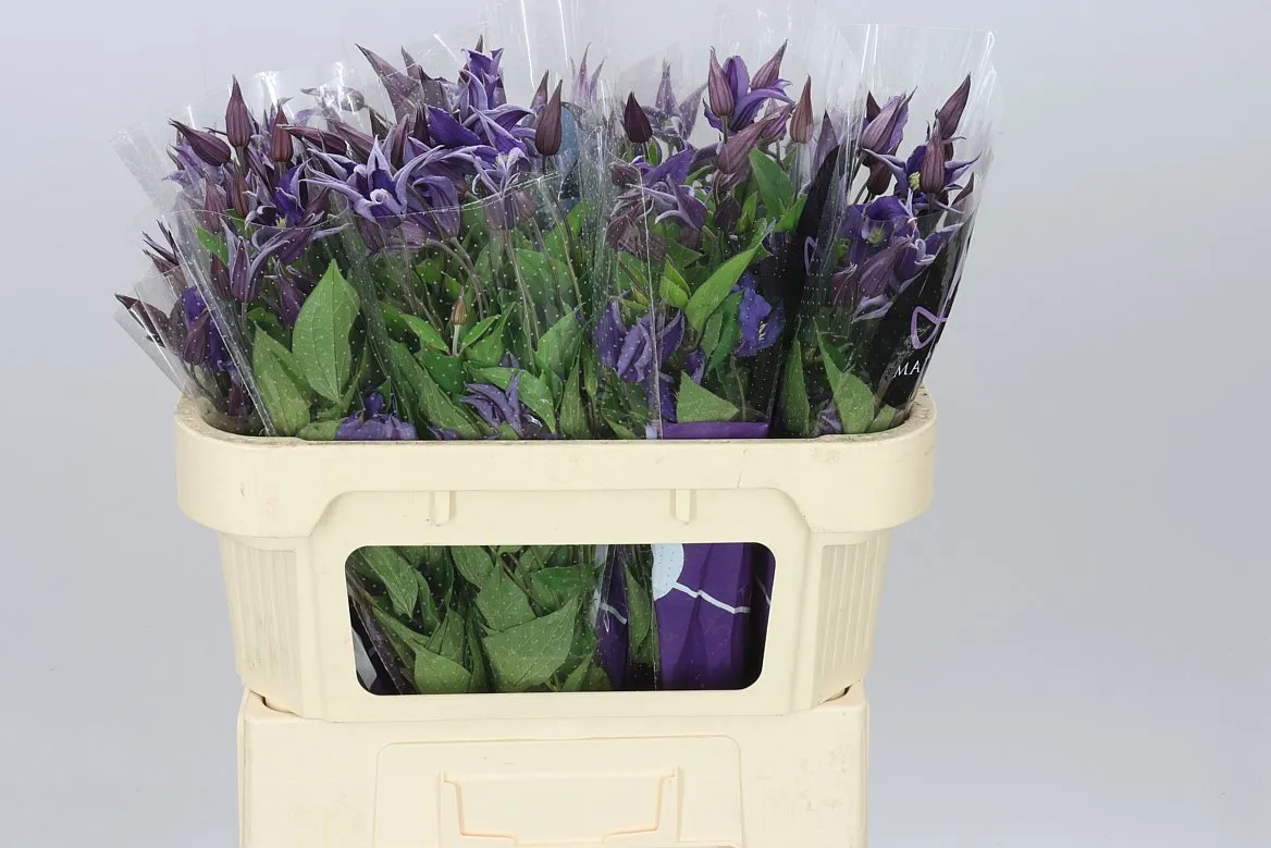 Clematis Blue Pirouette • 70 cm