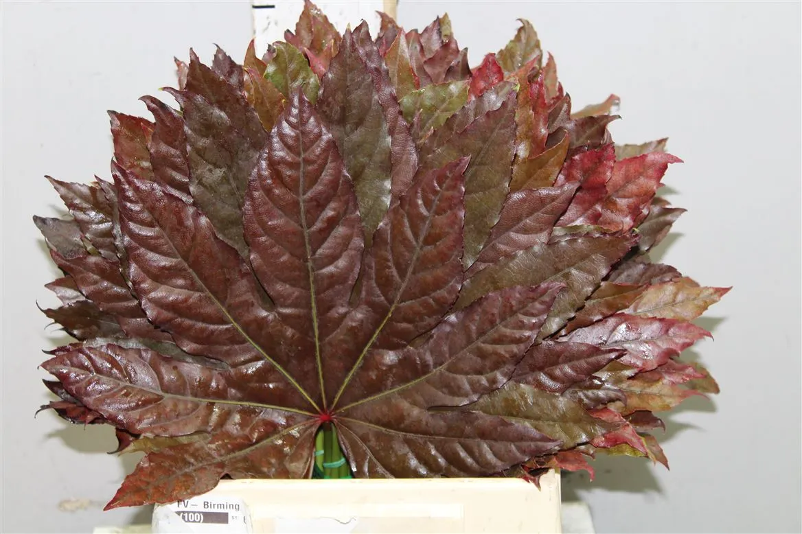 Aralia Red • 40 cm