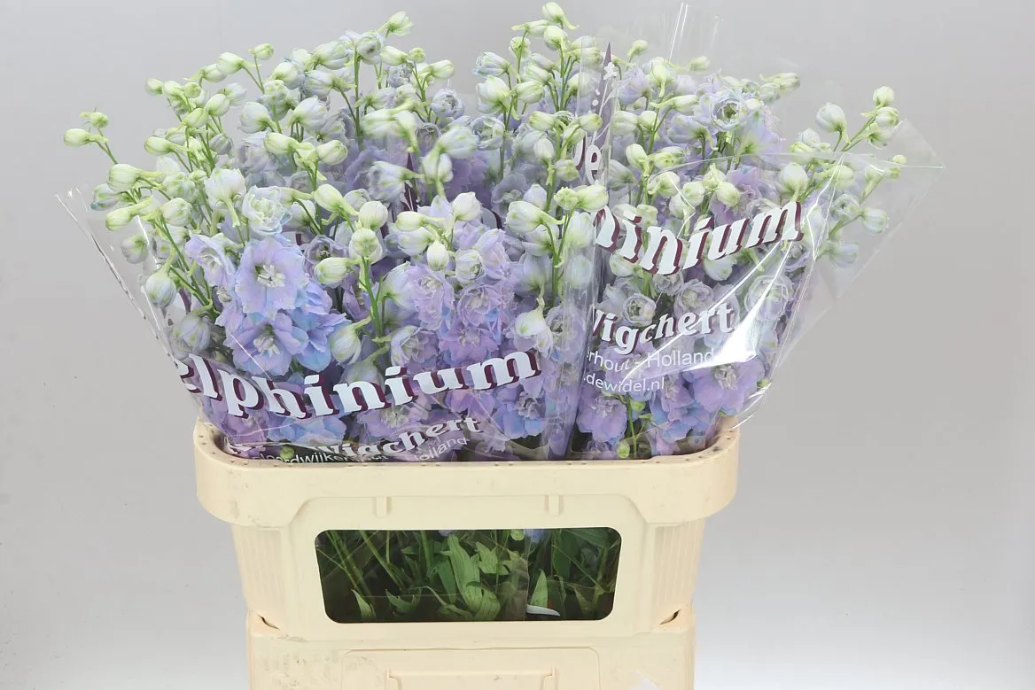 Delph El Dewi Impressive • 80 cm