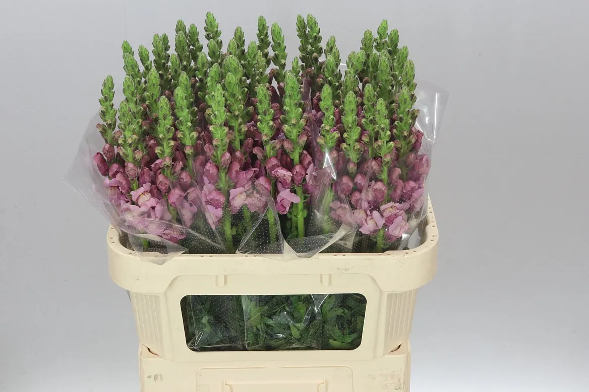 Antir Lavender • 75 cm
