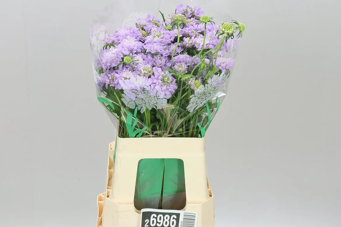 Scabiosa Atr Bb Ube Scoop • 60 cm
