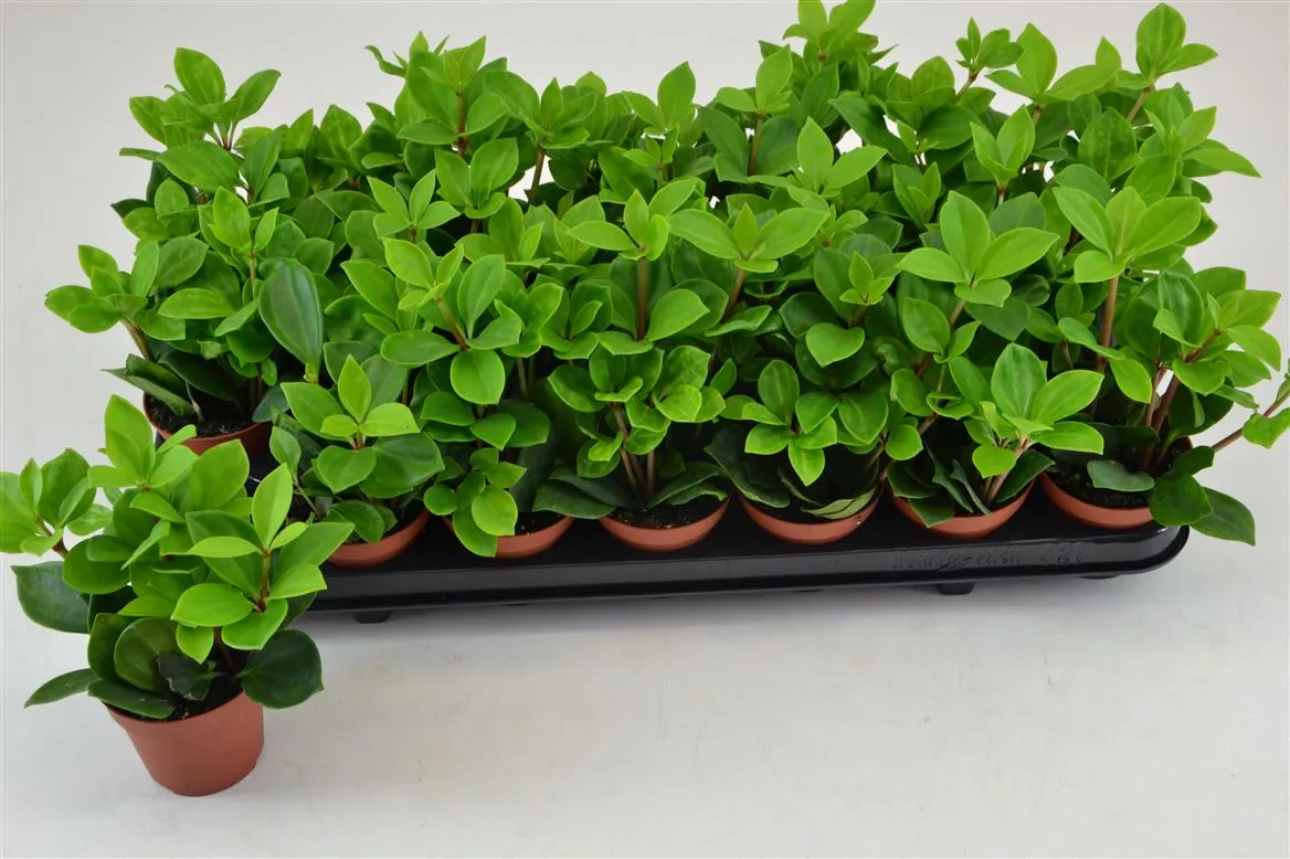 Peperomia Pereskiifolia • črepník 8,5 cm