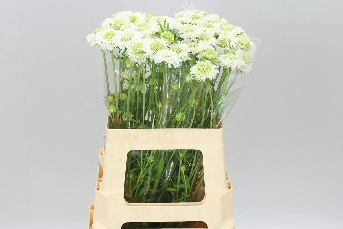 Scabiosa Atr F Scoop Whit • 60 cm