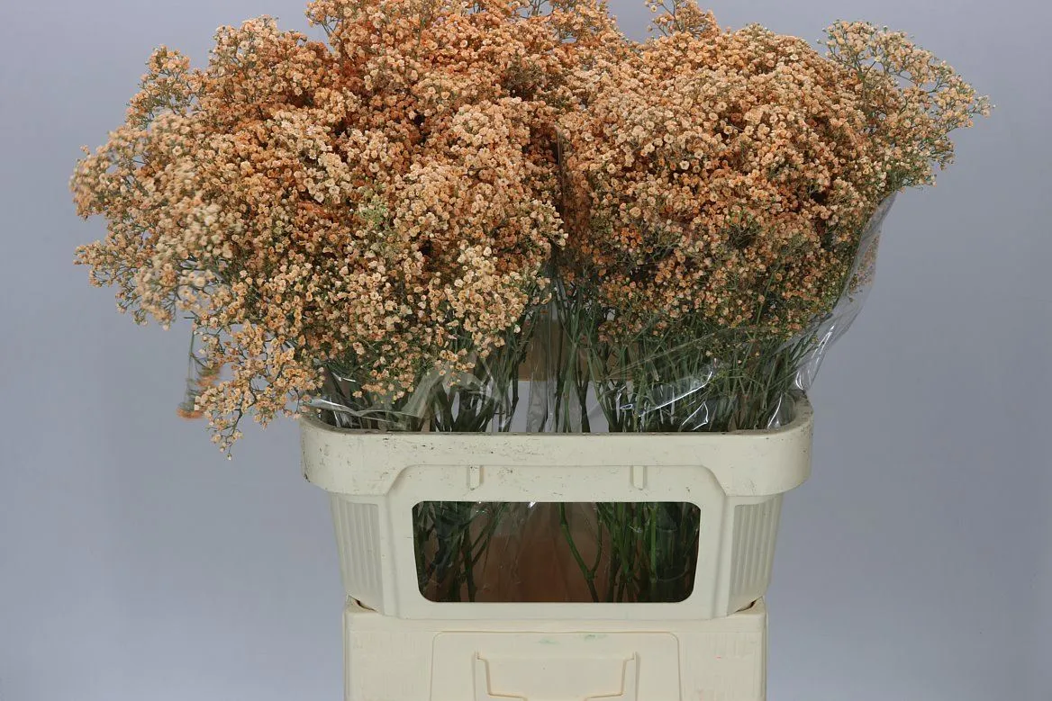 Gypsofila Million Star farbená Apricot
