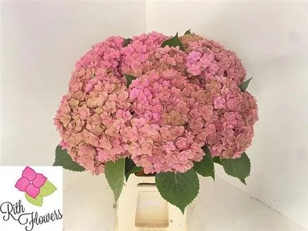 Hyd Kiss Classic • 50 cm