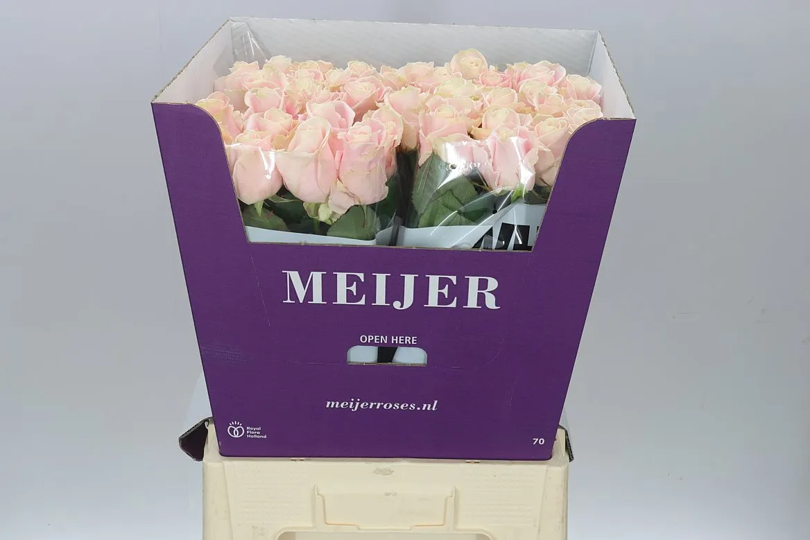 Ruža Sweet Avalanche Meijer White • 70 cm