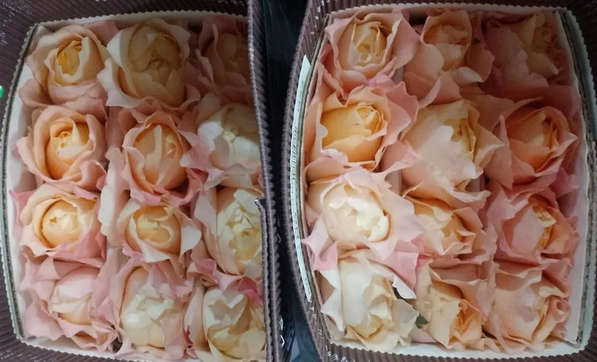 Rosa Gr Ec Golden Dragonfly • 50 cm