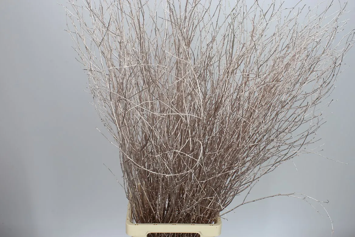 Berk Champange • 120 cm