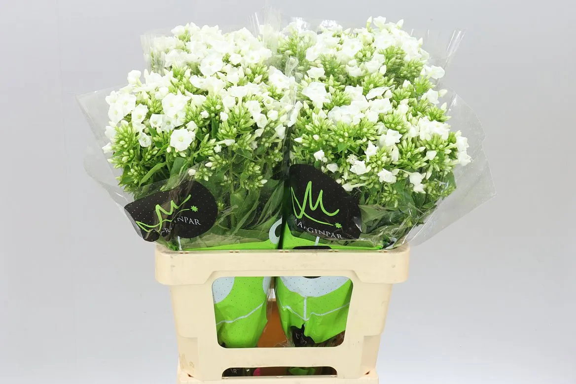 Phlox P Icecap • 60 cm