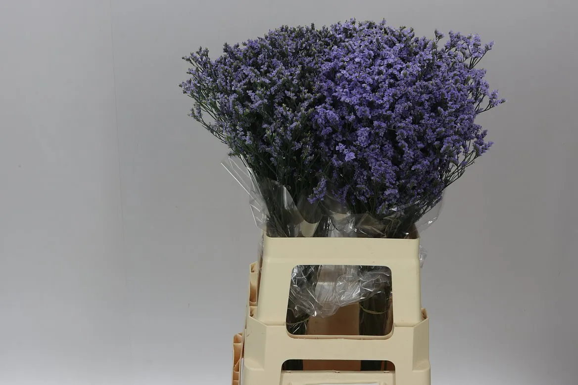 Limónium Sin China Lavender • 70 cm