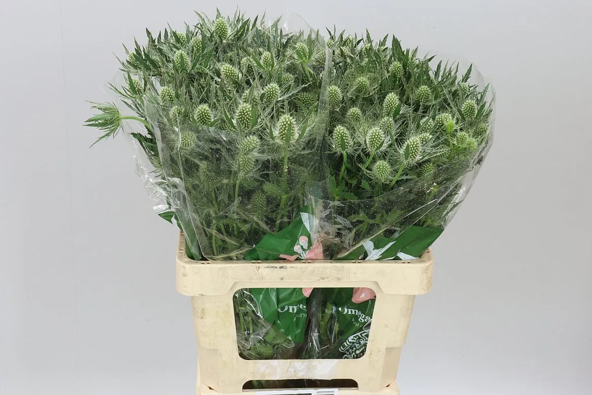 Eryngium Whit Lagoon • 60 cm