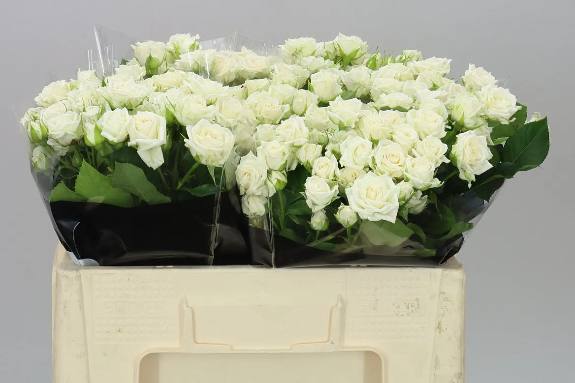 Rosa Tr Josephine • 50 cm