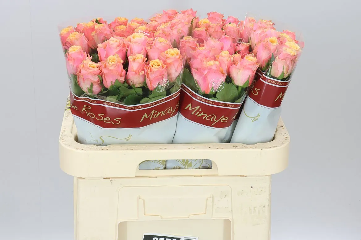 Rosa Gr Melange • 60 cm