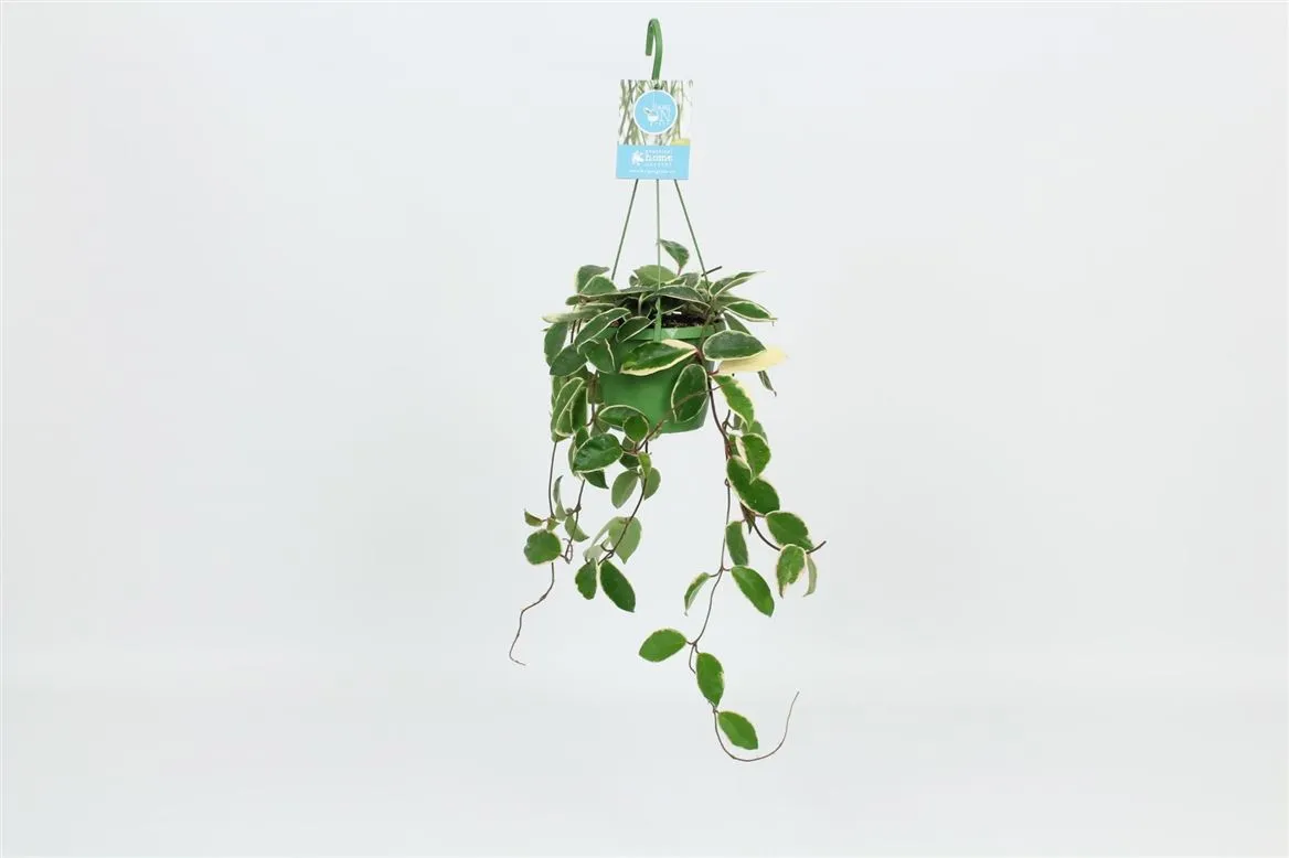 Hoya Carnosa Krimson Queen Hang • črepník 14 cm