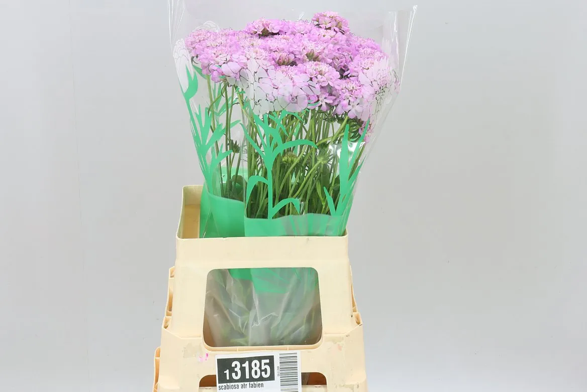 Scabiosa Atr Fabienne • 70 cm