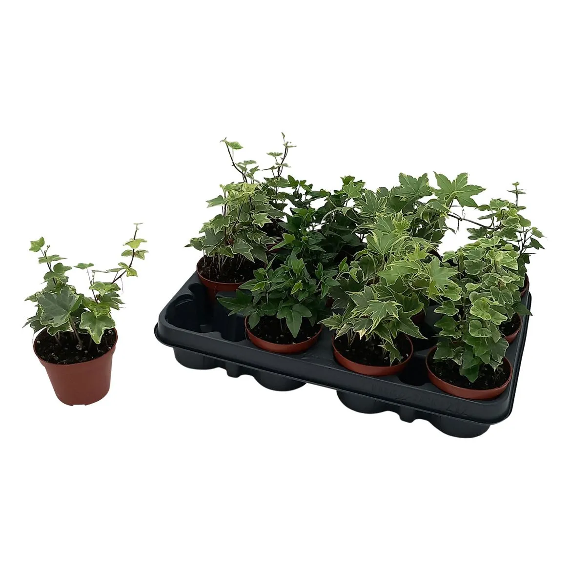 Hedera He Gemengd • črepník 8,5 cm