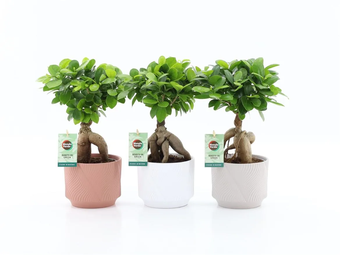 Ficus Micr. Ginseng In Rodena Keramiek • črepník 13 cm